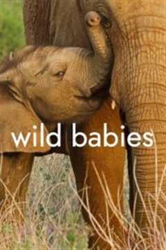 免费在线观看《野生动物宝宝第一季 高清免费观看国语》