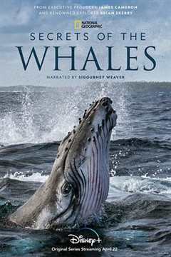 免费在线观看《鲸鱼的秘密纪录片百度云》
