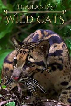 免费在线观看《泰国野生动物有哪些》