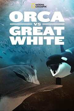 免费在线观看《虎鲸大战大白鲨的视频》