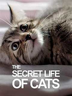 免费在线观看《bbc地平线-猫的秘密生活》