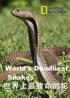 免费在线观看《世界上最致命的蛇是什么蛇》