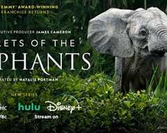 免费在线观看《大象的秘密 高清免费观看视频》