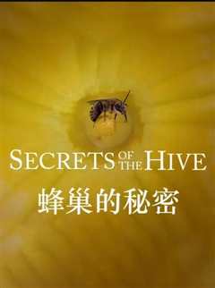 免费在线观看《蜂巢的秘密》
