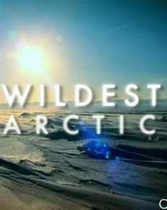 免费在线观看《野性北极纪录片第一季》