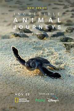 免费在线观看《不可思议的动物之旅》