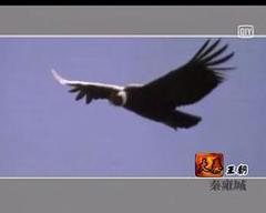 免费在线观看《中国十大王朝》