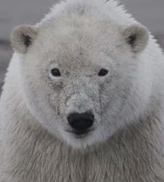 免费在线观看《商业机密：北极熊贸易黑幕》