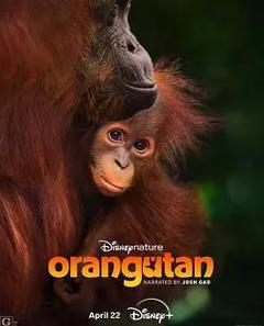 免费在线观看《红毛猩猩》